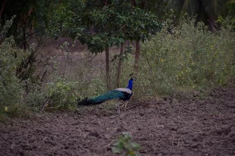 A peacock in the forest Stock Photos
