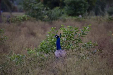 A peacock in the forest Stock Photos