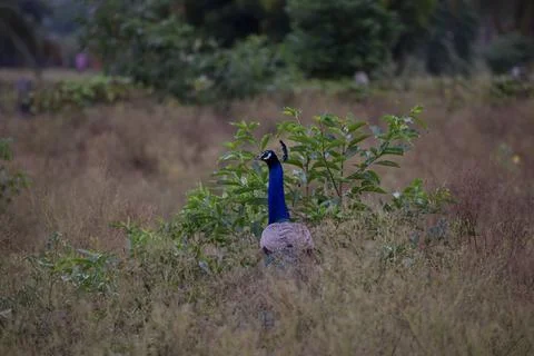 A peacock in the forest Stock Photos