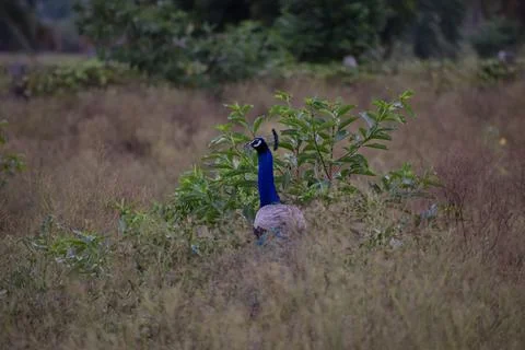 A peacock in the forest Stock Photos