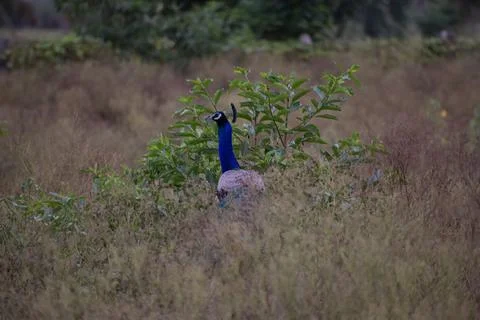 A peacock in the forest Stock Photos