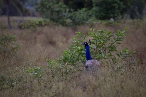 A peacock in the forest Stock Photos