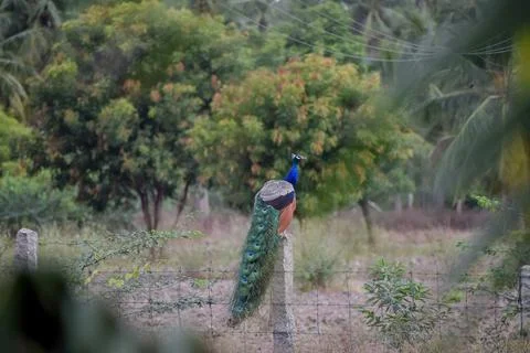 A peacock in the forest Stock Photos