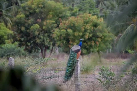 A peacock in the forest Stock Photos