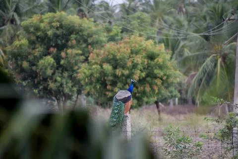 A peacock in the forest Stock Photos