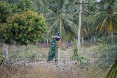 A peacock in the forest Stock Photos