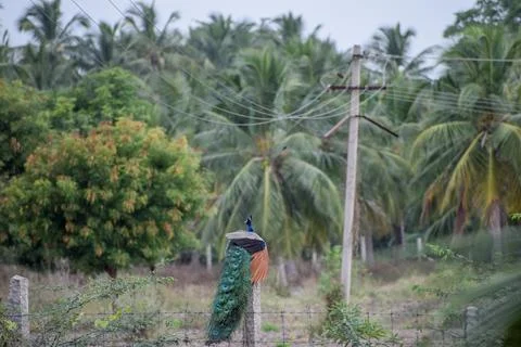 A peacock in the forest Stock Photos