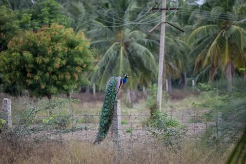 A peacock in the forest Stock Photos