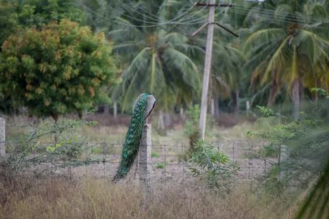 A peacock in the forest Stock Photos