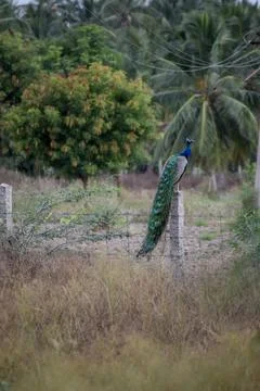 A peacock in the forest Stock Photos