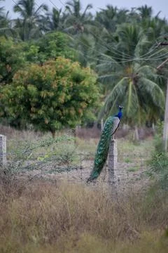A peacock in the forest Stock Photos