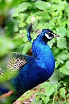Peacock in the forest Stock Photos