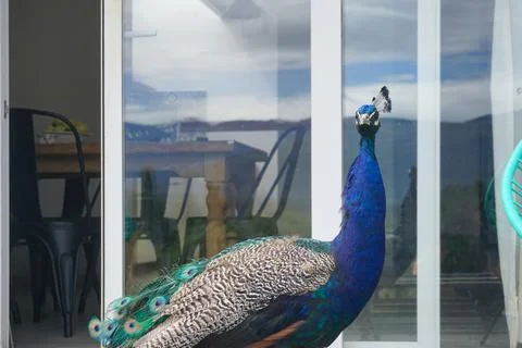 Peacock in front of a house  Stock Photos