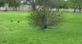peacock front showing feathers HD HD Footage