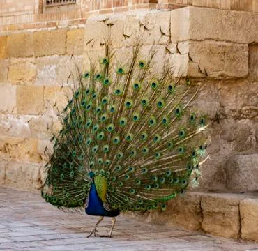 Peacock in full display Foto stock