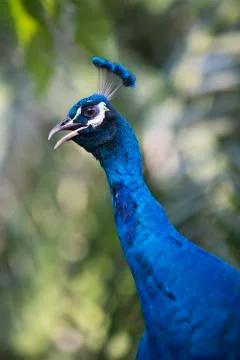 Peacock full face Stock Photos