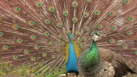 Peacock with a full feather display courting female. Stock Footage 345172562
