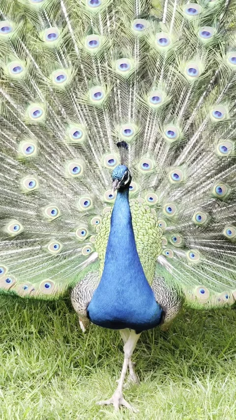 Peacock Full Tail Display 4K Vertical Video Dolby Vision Vídeo Stock 334225674