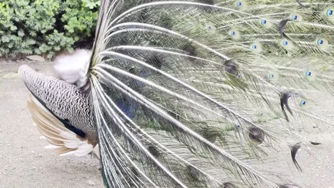 Peacock Full Tail Display 4K Dolby Vision Video Vídeo Stock 334225676