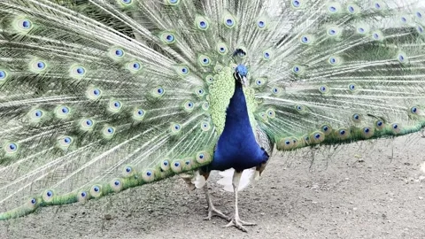 Peacock Full Tail Display 4K Dolby Vision Video Vídeo Stock 334225678