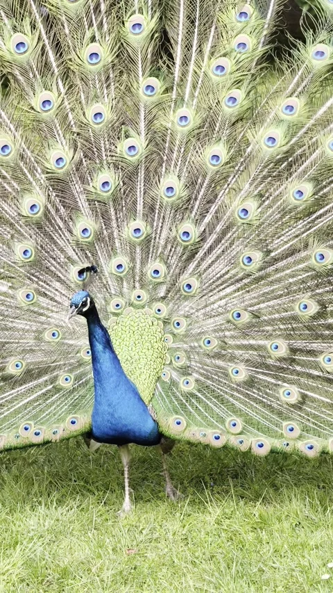 Peacock Full Tail Display Vertical 4K Dolby Vision Video 動画素材 334225653