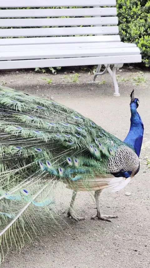 Peacock Full Tail Display Vertical 4K Dolby Vision Stockbeeldmateriaal 334225654