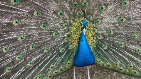 Peacock full tail display vibrant feathers luxury wildlife close up Stock Footage 236638108