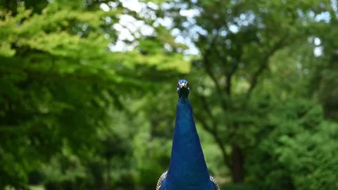 Peacock in the garden Stock Footage 281556858