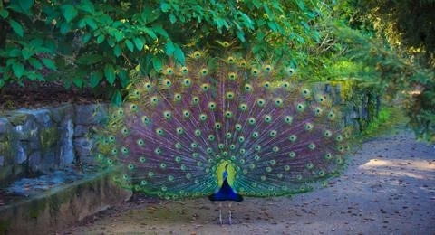 Peacock in Garden Stock Photos