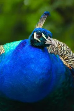 Peacock in garden Stock Photos