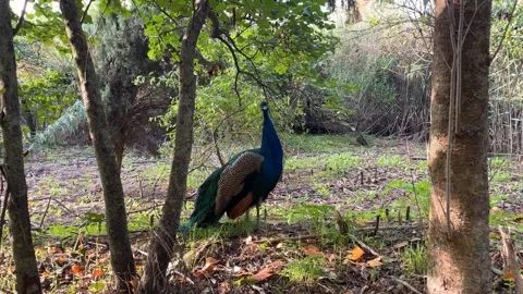 Peacock in gardens Vídeos de archivo 301682177