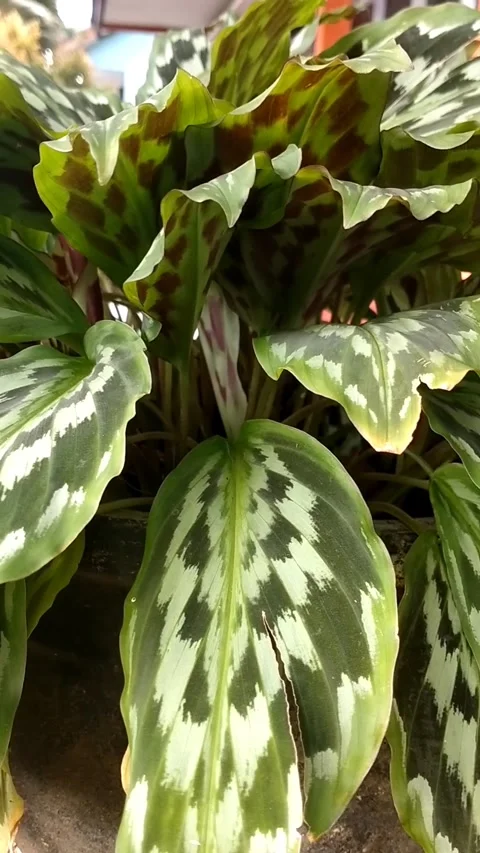 Peacock ginger or temu rapet Stock Footage 325722652