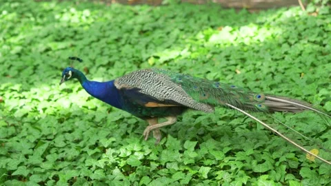 A peacock gracefully walking through lush green vegetation, captured in 4K .. Stock Footage 284535915