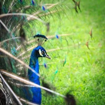 Peacock on grass background Stock Photos