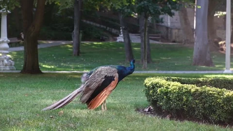 Peacock on the grass in central park Stock Footage 249291487