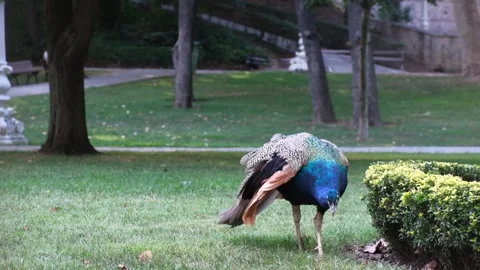 Peacock on the grass in central park Stock Footage 249306928