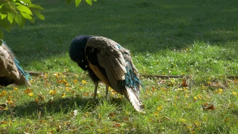 Peacock on the grass in the park cleans its feathers Stock Footage 172418582