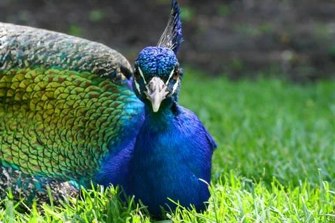 Peacock in the grass Stock Photos