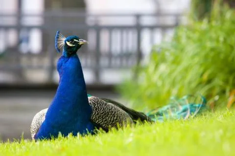 Peacock on a grass Stock Photos