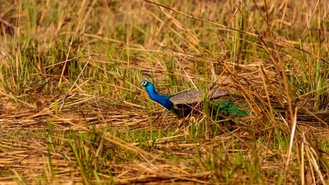 Peacock in the Grass Stock-Fotos