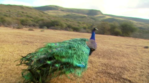 Peacock on grassland Stock Footage 54591208