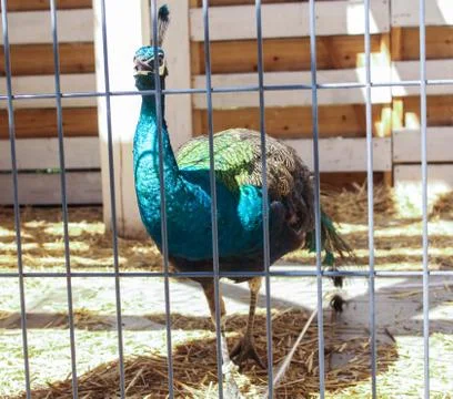 The peacock is by the grate. Stock Photos