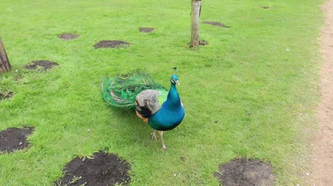 Peacock on green meadow Video stock 23910207