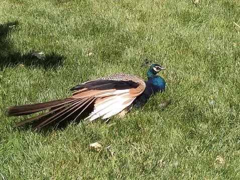 Peacock in greenery Stock Photos