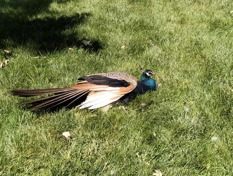 Peacock in greenery Stock Photos