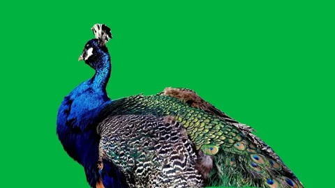 Peacock Greenscreen  63 Stock-Footage 198617517