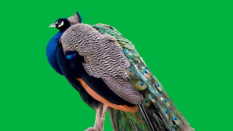 Peacock  Greenscreen 79 Stock-Footage 198652810