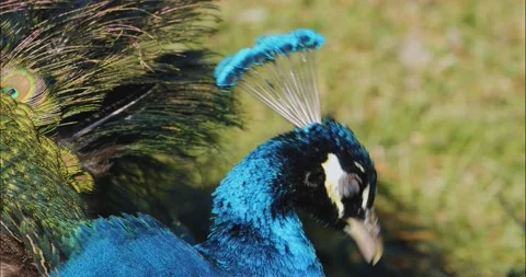 Peacock grooming Stock Footage 234180652