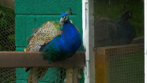 Peacock grooming itself while perched on wooden fence Stock Footage 114645494