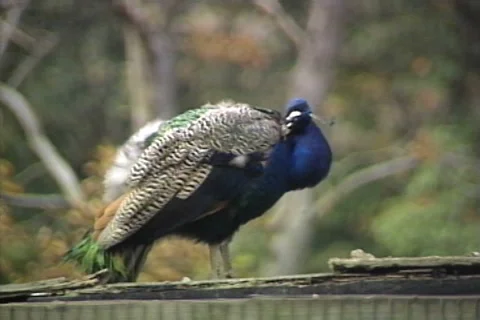 Peacock Grooms Itself Stock Footage 41834870